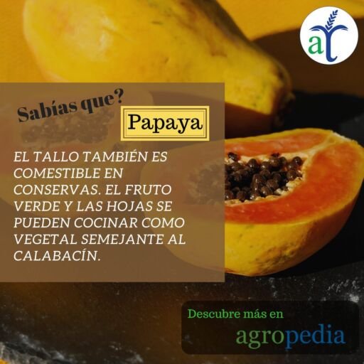 Cultivo de papaya