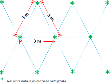 Densidad y método de plantación del cultivo de papaya