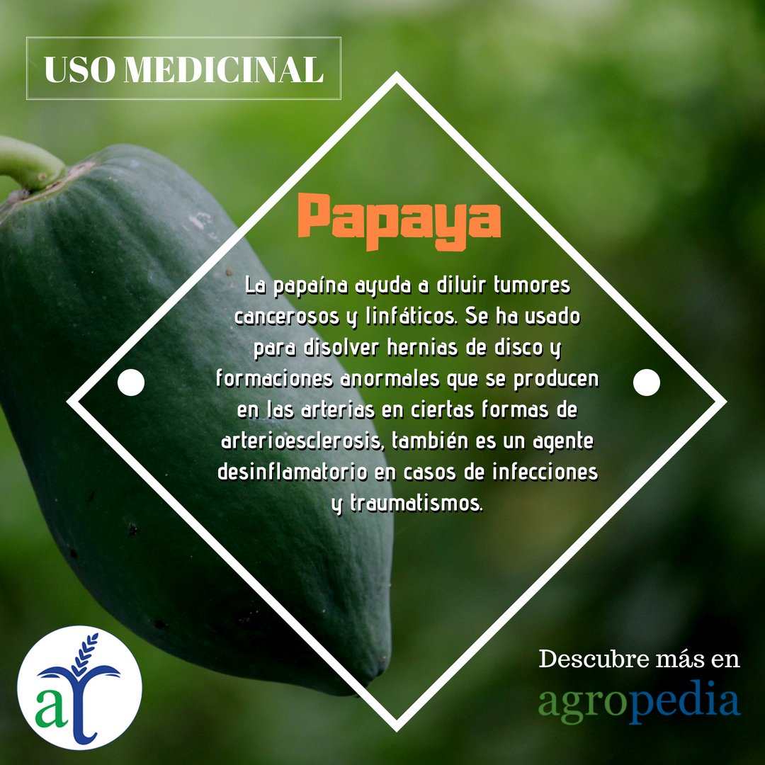 cultivo de papaya, uso medicina
