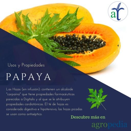 Cultivo de papaya - papaya - usos y propiedades de la papaya