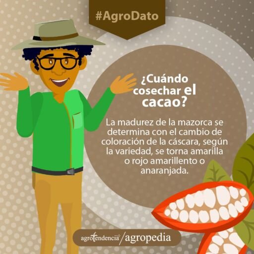 Cultivo de cacao - El cacao