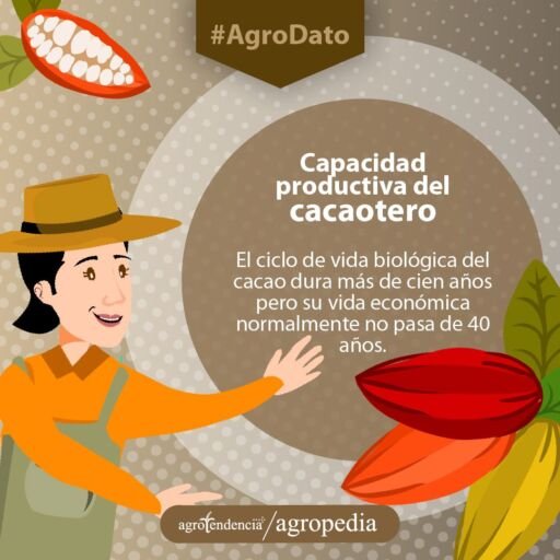 Cultivo de cacao - Mazorcas de cacao
