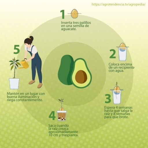 Cultivo de aguacate - Pasos para germinar semilla de aguacate o palta