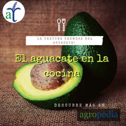 Cultivo de Aguacate
