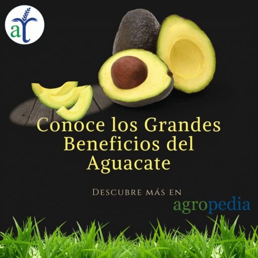 Cultivo de aguacate - Aguacate y los grandes beneficios