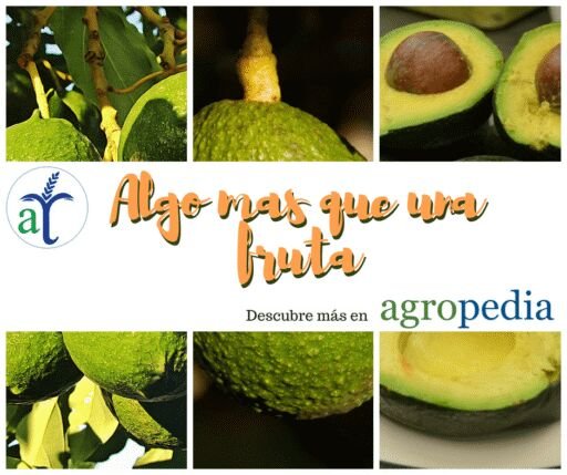 Cultivo de Aguacate
