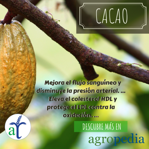 Cultivo de cacao - Tallo y mazorca de cacao