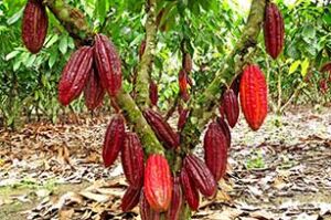 Cultivo de cacao: siembra, ventajas y desventajas