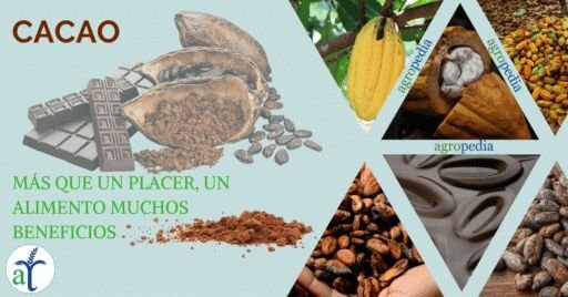 Cultivo de cacao - Mazorca de cacaoy barras de chocolate