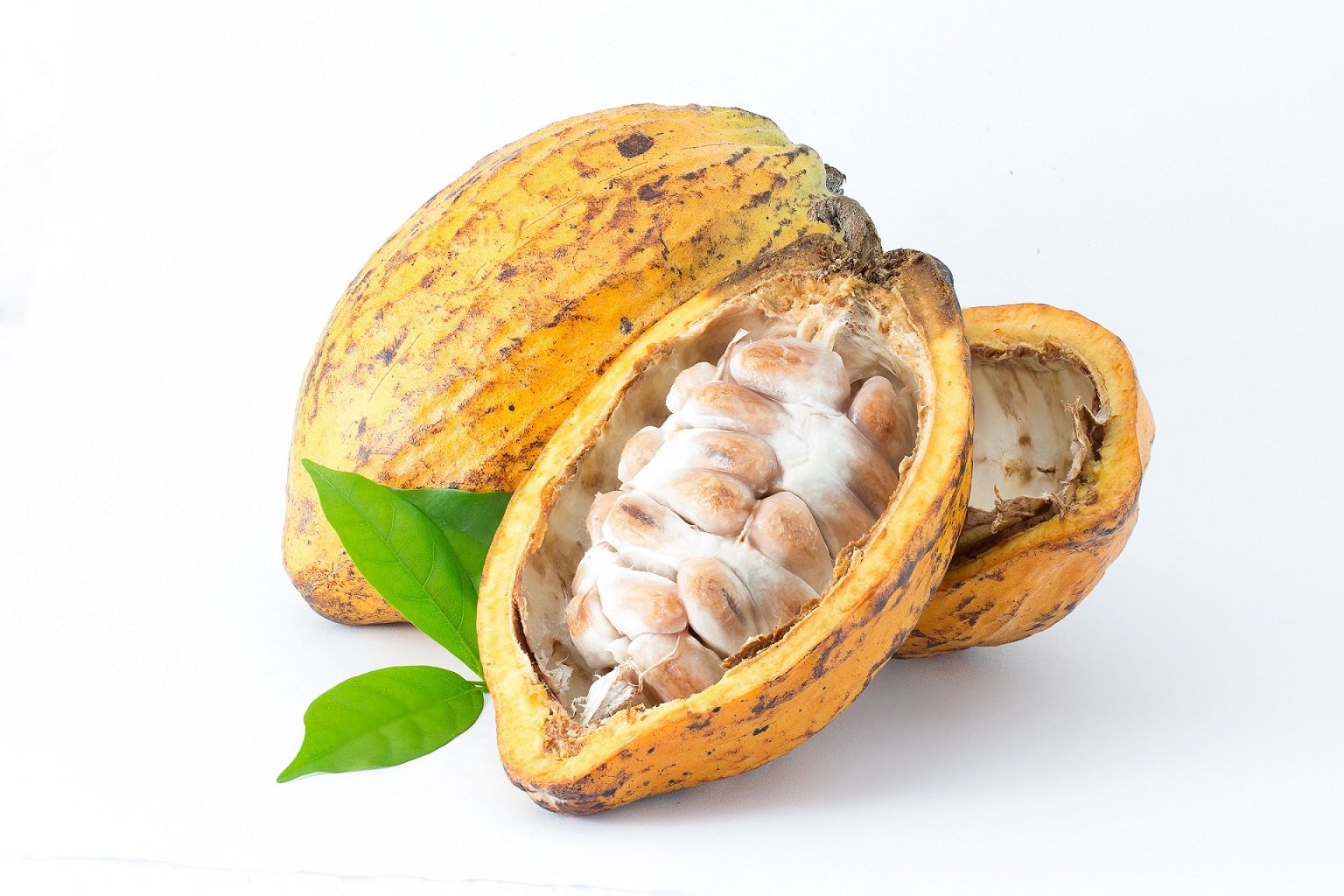 Cultivo de cacao - Mazorca de cacao