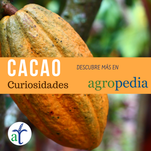 Cultivo de cacao - Mazorca de cacao