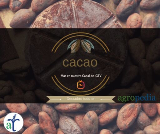 Cultivo de cacao - El cacao