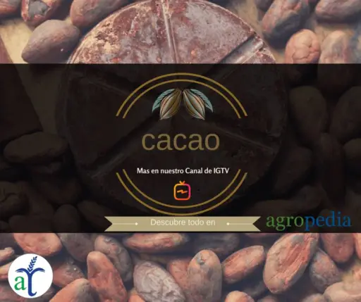 Cultivo de cacao - El cacao