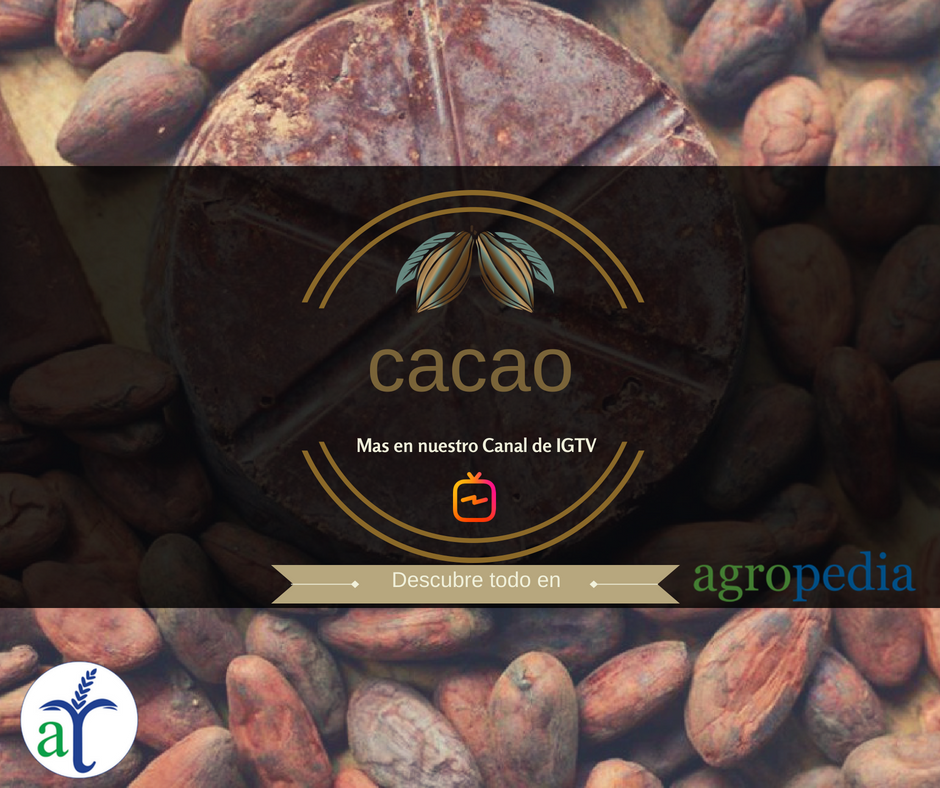 Cultivo de cacao - El cacao