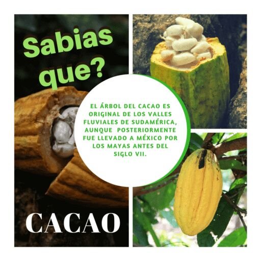 Cultivo de cacao - Mazorcas de caco