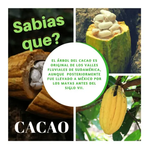 Cultivo de cacao - Mazorcas de caco