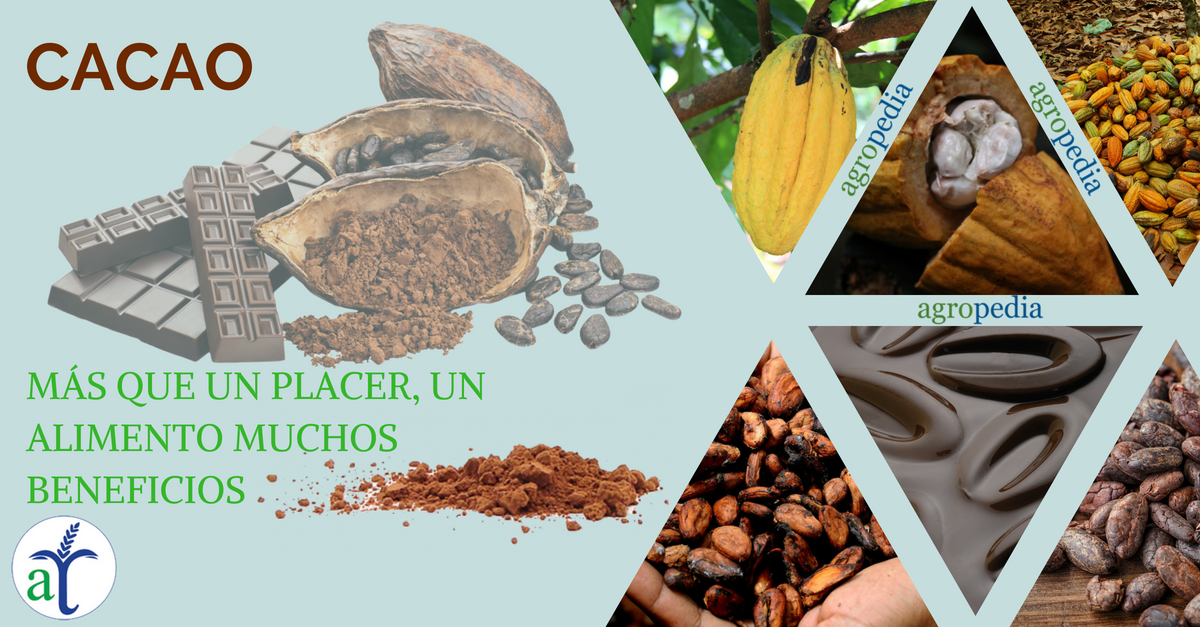 Cultivo de cacao - Mazorca de cacaoy barras de chocolate