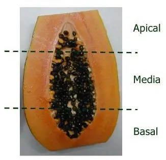 Selección de semillas de papaya