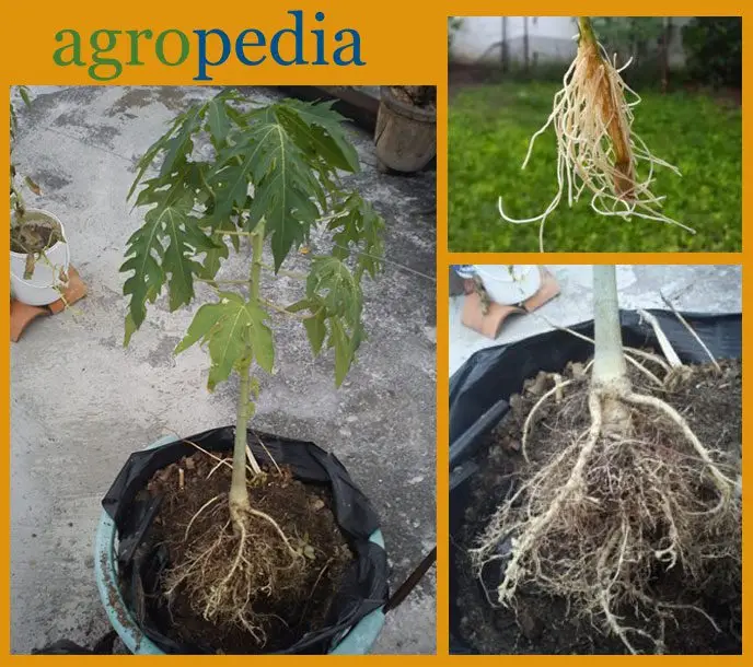 Cultivo de papaya - Raíz de la papaya