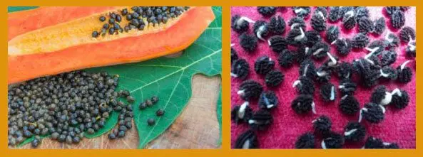 Cultivo de papaya - Selección de semillas de papaya