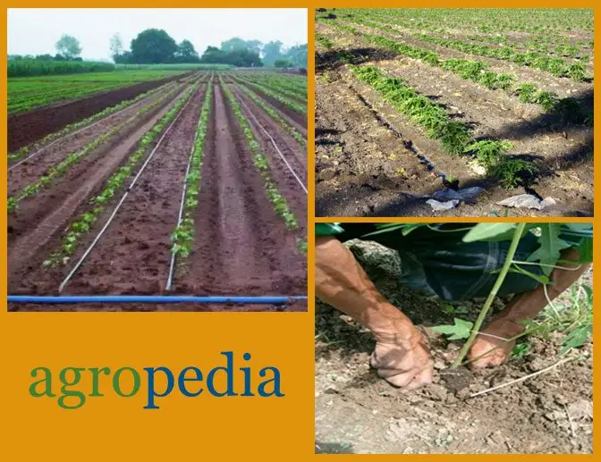 Cultivo de papaya - Tipos de siembra para el cultivo de papaya