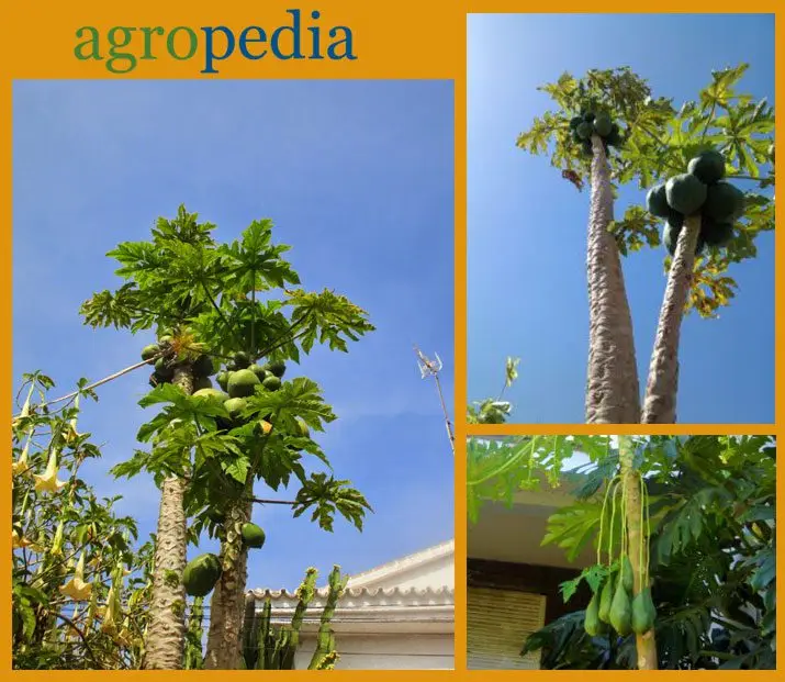 Cultivo de papaya - Tallo de la papaya