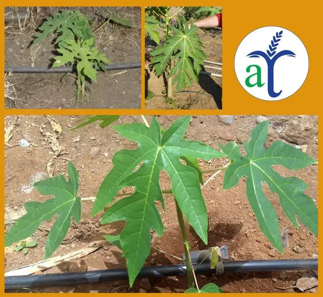 Cultivo de papaya - Hojas de la planta de papaya