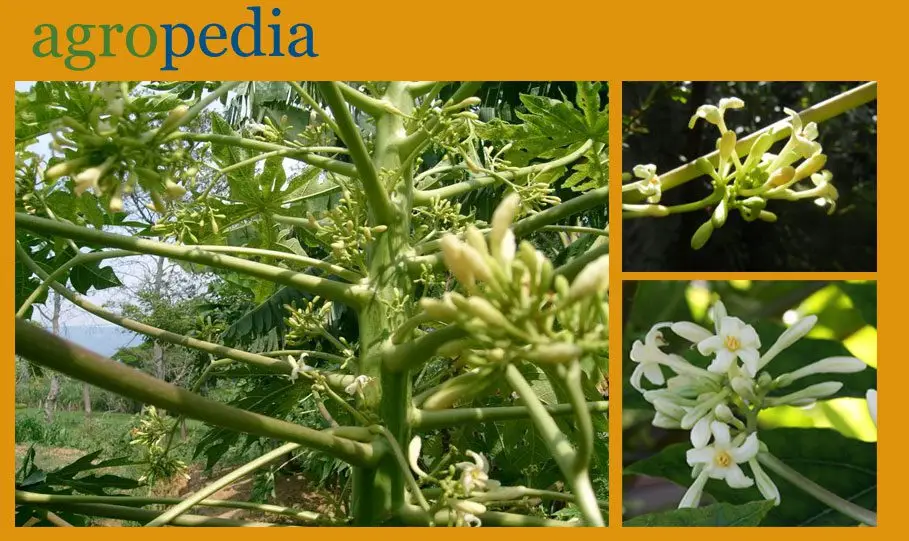 Cultivo de papaya - Flor de la papaya