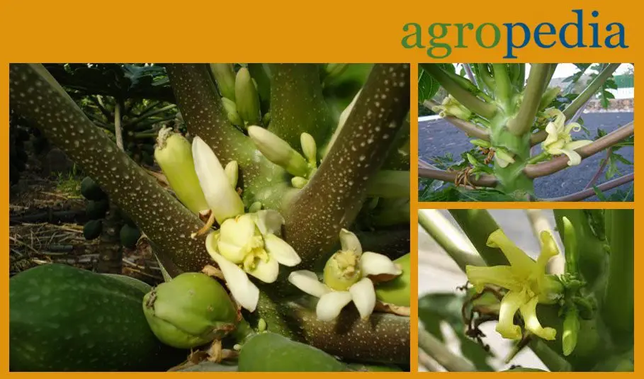 Cultivo de papaya - Flor de la papaya