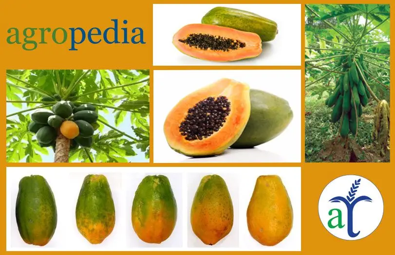 Cultivo de papaya - Fruto de la papaya
