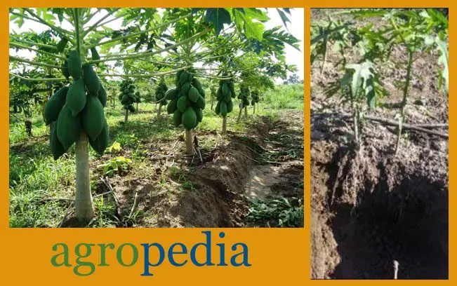 Cultivo de papaya - Suelo para el cultivo de papaya