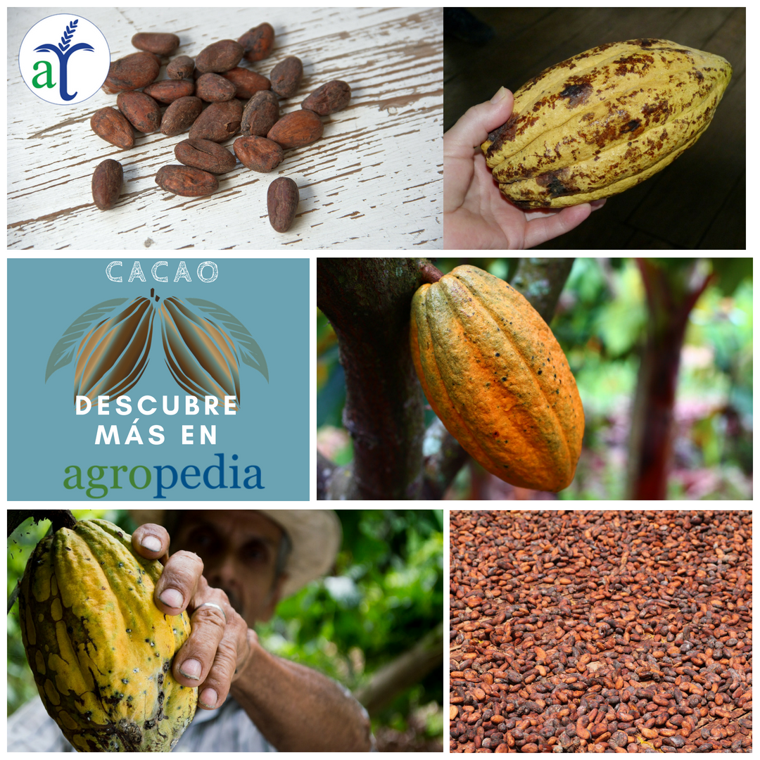Cultivo de cacao - Mazorca y granos de cacao