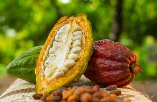Cultivo de cacao - Mazorcas de cacao con semillas secas