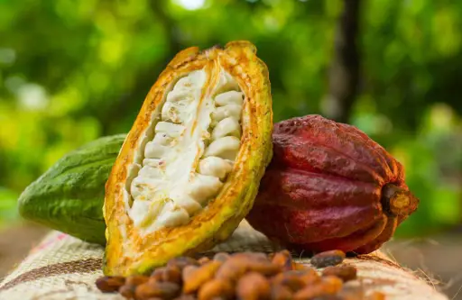 Cultivo de cacao - Mazorcas de cacao con semillas secas