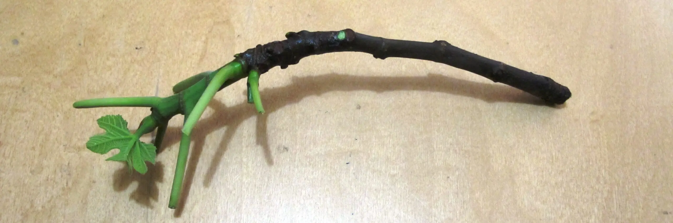 La propagación vegetativa de la planta de papaya