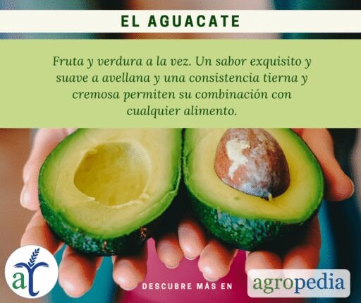 Cultivo de aguacate - fruta o verdura aguacate