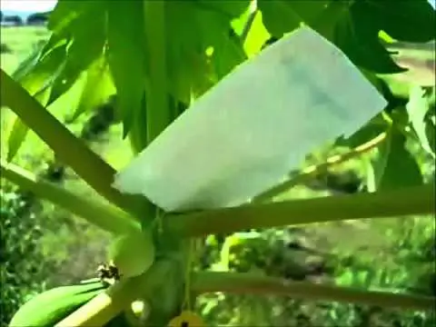 Cultivo de papaya - Métodos de polinización controlada en el cultivo de papaya