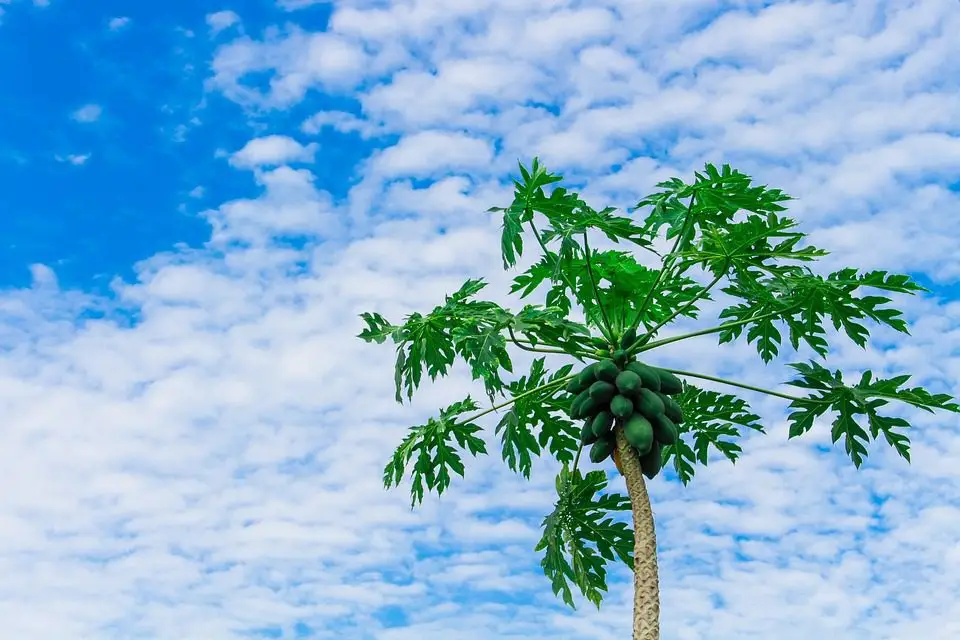 Clima para el cultivo de papaya