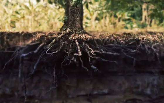 Cultivo de cacao - Raíz de planta de cacao