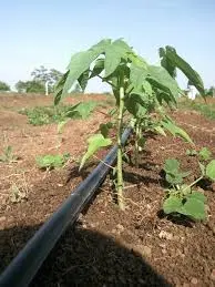 Riego y drenaje del cultivo de papaya
