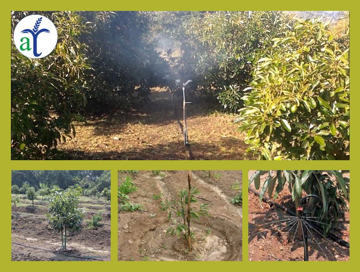 Cultivo de aguacate - Riego y drenaje en el cultivo de aguacate