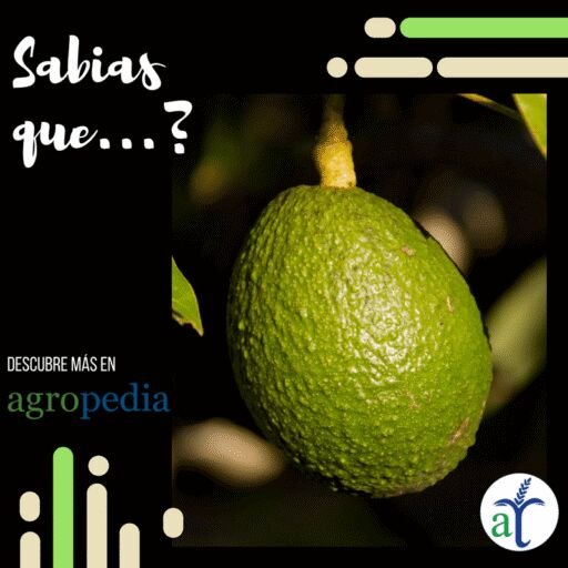 Cultivo de aguacate - sabias que el aguacate