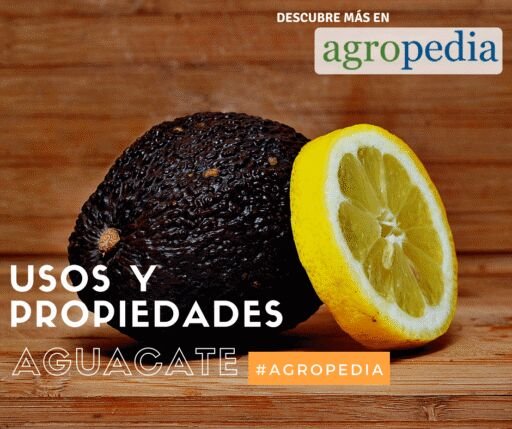 Cultivo de aguacate - Aguacate usos y sus propiedades