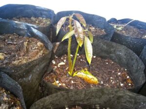 Cultivo de mango