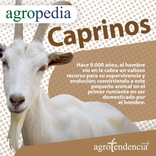 Cabras - Una cabra