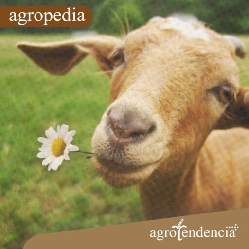 Cabras - Una cabra con una flor en la boca