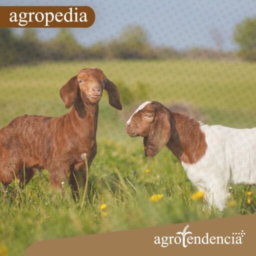 Cabras - 2 cabras