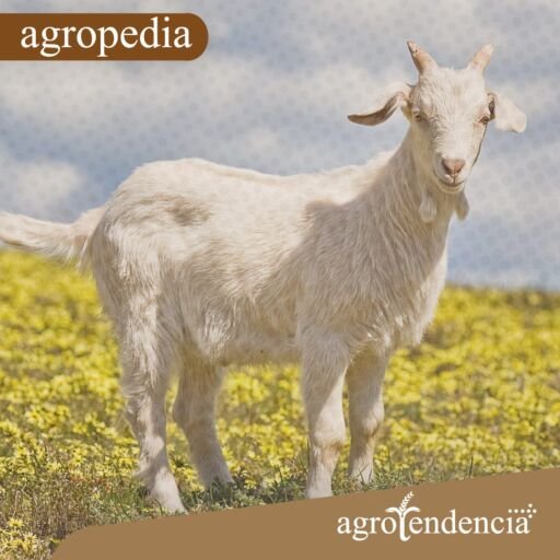 Cabras - Una cabra blanca