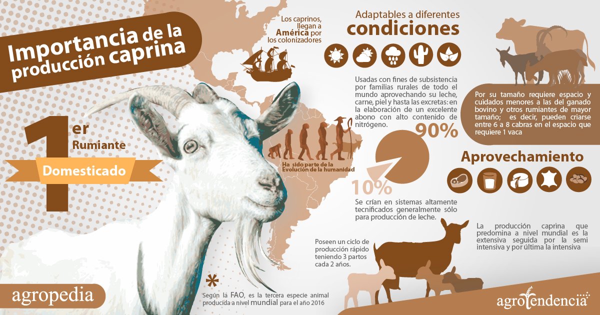 Cabras - Infografía de la cabra