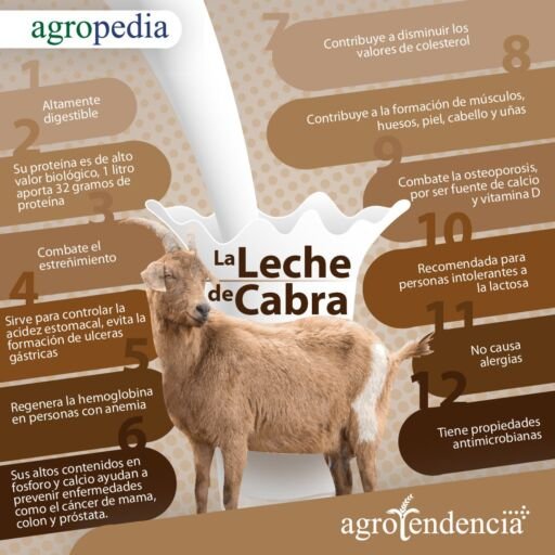Cabras - La leche de cabra